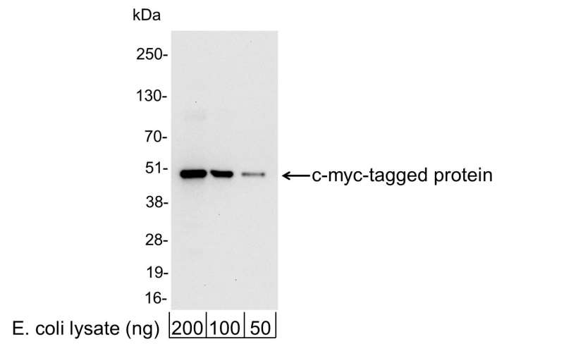 <b>Detection of c-myc-tagged Protein by western blot.</b> <i>Samples:</i> 200