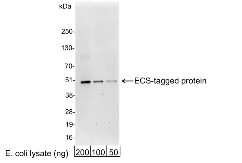 <b>Detection of ECS (DYKDDDDK)-tagged Protein by western blot.</b> <i>Samples:</i> 200