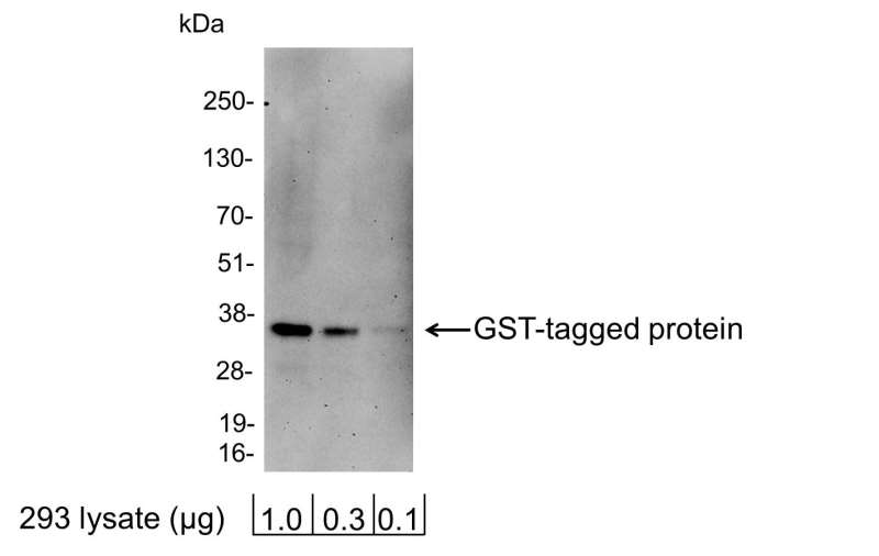 <b>Detection of GST-tagged Protein by western blot.</b> <i>Samples:</i> 1.0