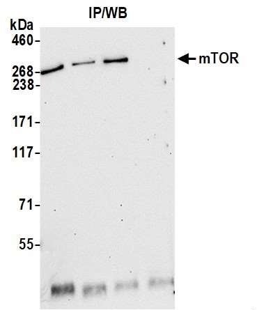 <b>Detection of human mTOR by western blot of immunoprecipitates.</b> <i>Samples:</i> Whole cell lysate (1.0 mg per IP reaction; 20% of IP loaded) from HeLa cells prepared using NETN lysis buffer. <i>Antibodies:</i> Affinity purified rabbit anti-mTOR antibody (13034 lot 8) used for IP at 6 µg per reaction. mTOR was also immunoprecipitated by a previous lot of this antibody (13034 lot 7) and rabbit anti-mTOR antibody. For blotting immunoprecipitated mTOR|13034 was used at 0.1 µg/ml. <i>Detection:</i> Chemiluminescence with an exposure time of 30 seconds.