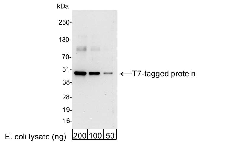 <b>Detection of T7-tagged Protein by western blot.</b> <i>Samples:</i> 200