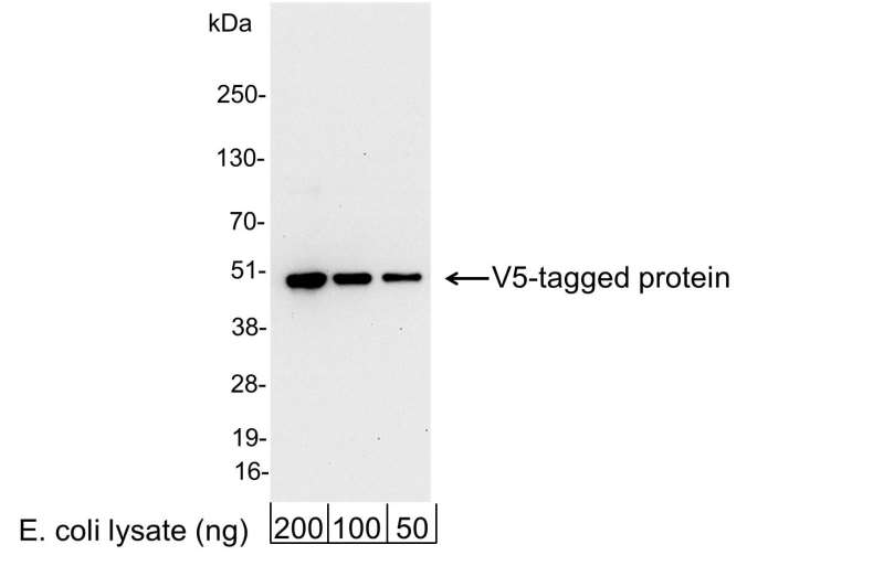<b>Detection of V5-tagged Protein by western blot.</b> <i>Samples:</i> 200