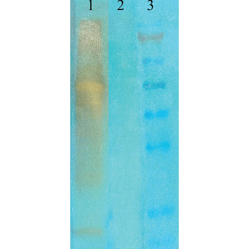 Western Blot analysis of acetylated lysine showing detection of Acetylated Lysine protein using Mouse Anti-Acetylated Lysine Monoclonal Antibody, Clone 7F8 (56455). Primary Antibody: Mouse Anti-Acetylated Lysine Monoclonal Antibody (56455) at 1:1000. (1) acetylated BSA (75ng of protein), (2) non-acetylated BSA, and (3) marker.