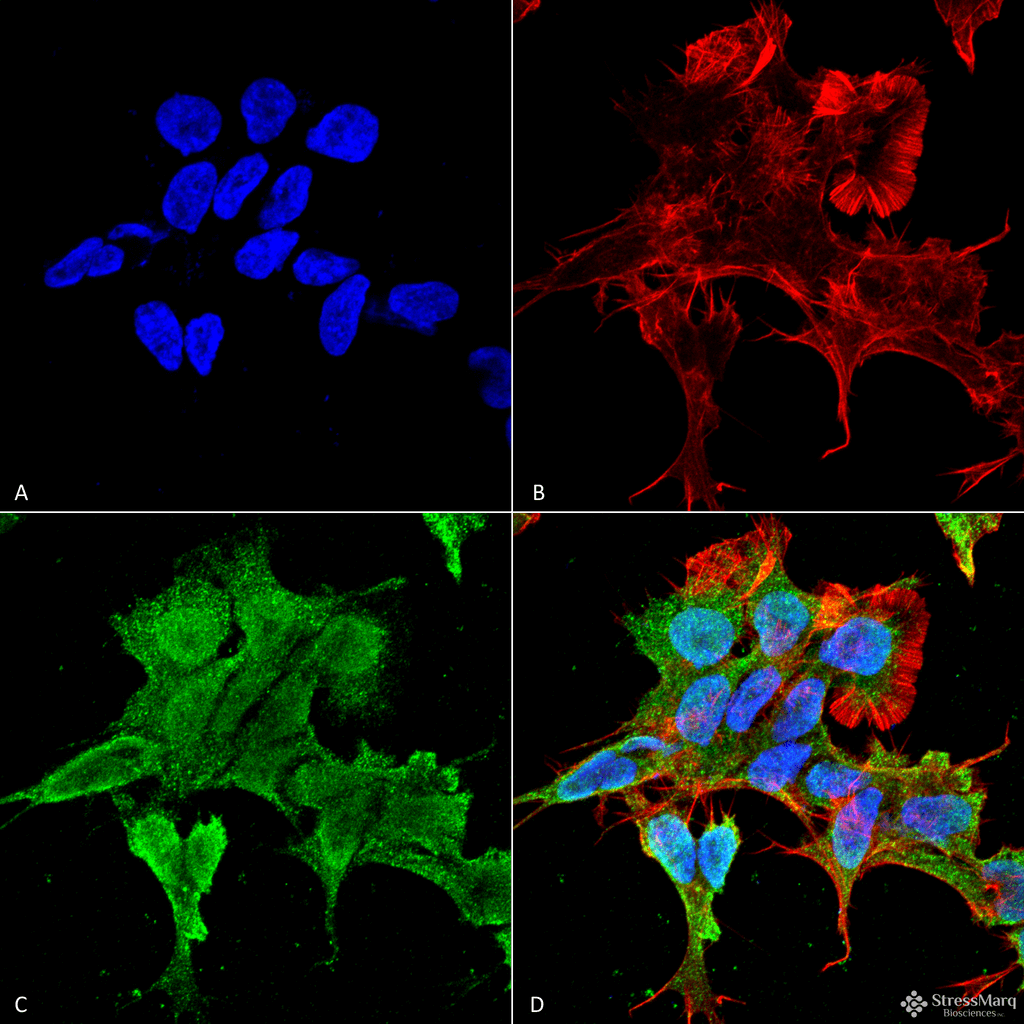 Immunocytochemistry/Immunofluorescence analysis using Mouse Anti-Alpha-2C Adrenergic Receptor Monoclonal Antibody, Clone S330A-80 (56529). Tissue: Neuroblastoma cell line (SK-N-BE). Species: Human. Fixation: 4% Formaldehyde for 15 min at RT. Primary Antibody: Mouse Anti-Alpha-2C Adrenergic Receptor Monoclonal Antibody (56529) at 1:100 for 60 min at RT. Secondary Antibody: Goat Anti-Mouse ATTO 488 at 1:100 for 60 min at RT. Counterstain: Phalloidin Texas Red F-Actin stain; DAPI (blue) nuclear stain at 1:1000, 1:5000 for 60min RT, 5min RT. Localization: Cell Membrane, Nucleus. Magnification: 60X. (A) DAPI (blue) nuclear stain. (B) Phalloidin Texas Red F-Actin stain. (C) Alpha-2C Adrenergic Receptor Antibody. (D) Composite.