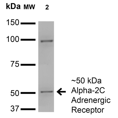 Western Blot analysis of Monkey COS cells transfected with HA-tagged Alpha-2C showing detection of ~50 kDa Alpha-2C Adrenergic Receptor protein using Mouse Anti-Alpha-2C Adrenergic Receptor Monoclonal Antibody, Clone S330A-80 (56529). Lane 1: Molecular Weight Ladder. Lane 2: Monkey COS cells transfected with HA-tagged Alpha-2C. Load: 15 µg. Block: 2% BSA and 2% Skim Milk in 1X TBST. Primary Antibody: Mouse Anti-Alpha-2C Adrenergic Receptor Monoclonal Antibody (56529) at 1:200 for 16 hours at 4°C. Secondary Antibody: Goat Anti-Mouse IgG: HRP at 1:1000 for 1 hour RT. Color Development: ECL solution for 6 min in RT. Predicted/Observed Size: ~50 kDa.