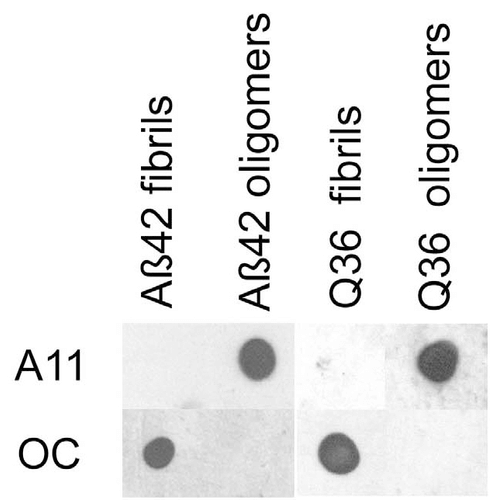 Dot blot analysis using Rabbit Anti-Amyloid Oligomers (A11) Polyclonal Antibody (57006). Tissue: Abeta42 fibrils and prefibrillar oligomers. Species: Human. Primary Antibody: Rabbit Anti-Amyloid Oligomers (A11) Polyclonal Antibody (57006) at 1:1000. Courtesy of: Kayed, R., Head, E., Thompson, J. L., McIntire, T. M., Milton, S. C., Cotman, C. W., et al. (2003). Common structure of soluble amyloid oligomers implies common mechanism of pathogenesis. Science 300, 486–489. doi: 10.1126/science.1079469.