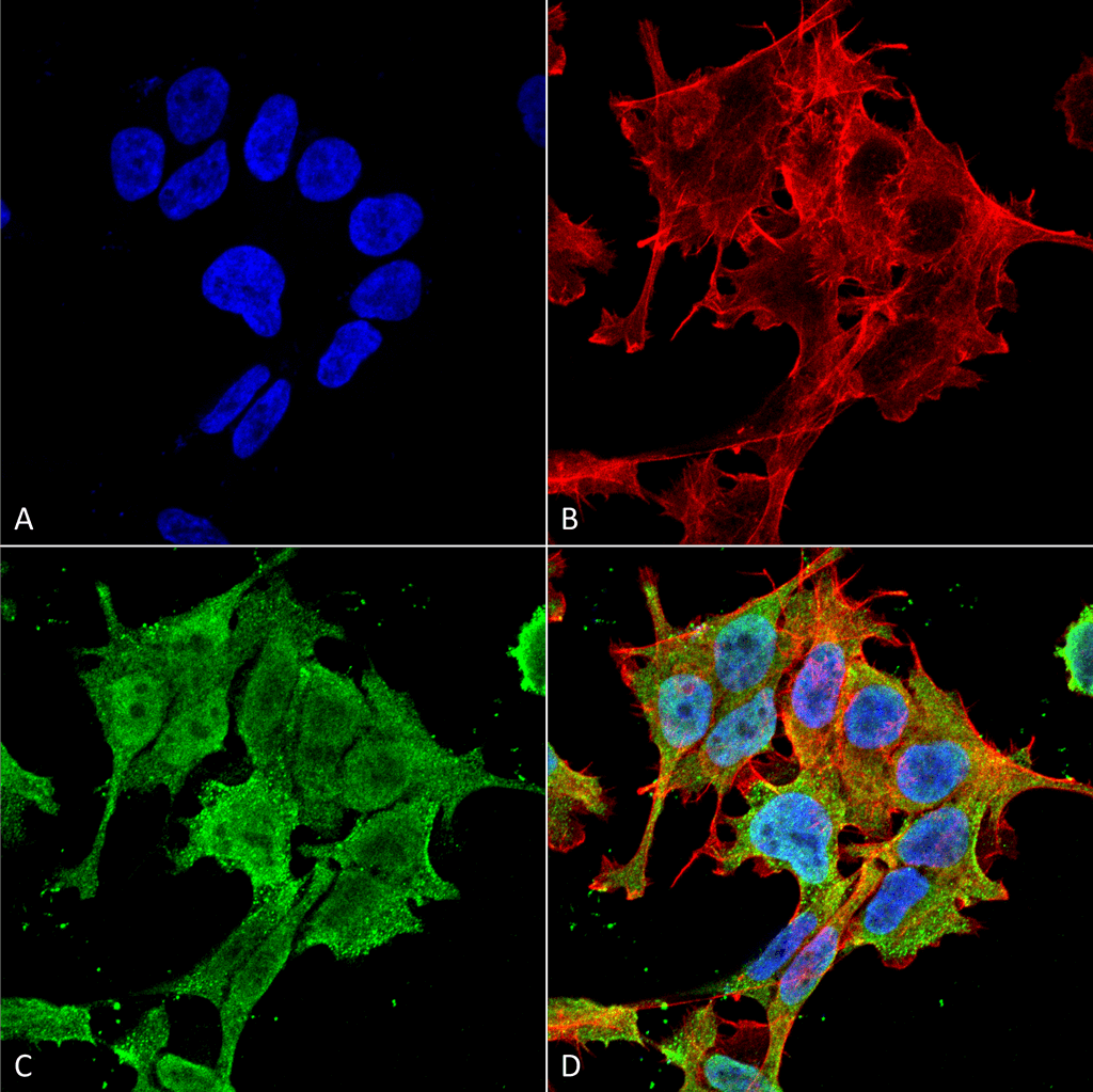 Immunocytochemistry/Immunofluorescence analysis using Mouse Anti-ASIC1 Monoclonal Antibody, Clone S271-44 (11573). Tissue: Neuroblastoma cell line (SK-N-BE). Species: Human. Fixation: 4% Formaldehyde for 15 min at RT. Primary Antibody: Mouse Anti-ASIC1 Monoclonal Antibody (11573) at 1:100 for 60 min at RT. Secondary Antibody: Goat Anti-Mouse ATTO 488 at 1:100 for 60 min at RT. Counterstain: Phalloidin Texas Red F-Actin stain; DAPI (blue) nuclear stain at 1:1000, 1:5000 for 60min RT, 5min RT. Localization: Cell Membrane, Nucleus. Magnification: 60X. (A) DAPI (blue) nuclear stain. (B) Phalloidin Texas Red F-Actin stain. (C) ASIC1 Antibody. (D) Composite.