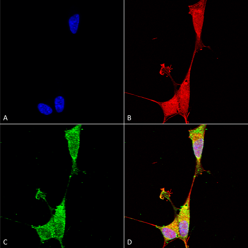 Immunocytochemistry/Immunofluorescence analysis using Mouse Anti-Brevican Monoclonal Antibody, Clone S294A-6 (56541). Tissue: Neuroblastoma cells (SH-SY5Y). Species: Human. Fixation: 4% PFA for 15 min. Primary Antibody: Mouse Anti-Brevican Monoclonal Antibody (56541) at 1:100 for overnight at 4°C with slow rocking. Secondary Antibody: AlexaFluor 488 at 1:1000 for 1 hour at RT. Counterstain: Phalloidin-iFluor 647 (red) F-Actin stain; Hoechst (blue) nuclear stain at 1:800, 1.6mM for 20 min at RT. (A) Hoechst (blue) nuclear stain. (B) Phalloidin-iFluor 647 (red) F-Actin stain. (C) Brevican Antibody (D) Composite.