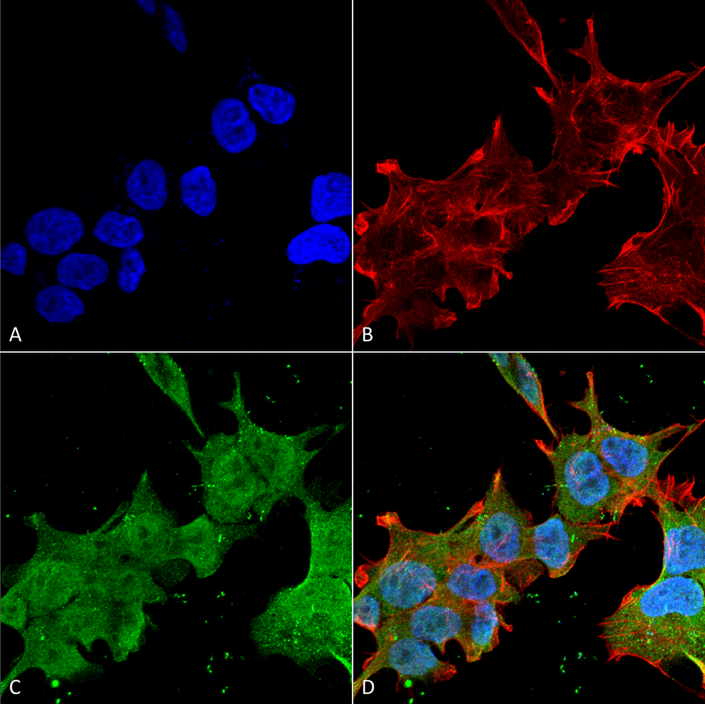 Immunocytochemistry/Immunofluorescence analysis using Mouse Anti-Brevican Monoclonal Antibody, Clone S294A-6 (56541). Tissue: Neuroblastoma cell line (SK-N-BE). Species: Human. Fixation: 4% Formaldehyde for 15 min at RT. Primary Antibody: Mouse Anti-Brevican Monoclonal Antibody (56541) at 1:100 for 60 min at RT. Secondary Antibody: Goat Anti-Mouse ATTO 488 at 1:100 for 60 min at RT. Counterstain: Phalloidin Texas Red F-Actin stain; DAPI (blue) nuclear stain at 1:1000, 1:5000 for 60min RT, 5min RT. Localization: Cell Membrane, Nucleus. Magnification: 60X. (A) DAPI (blue) nuclear stain. (B) Phalloidin Texas Red F-Actin stain. (C) Brevican Antibody. (D) Composite.