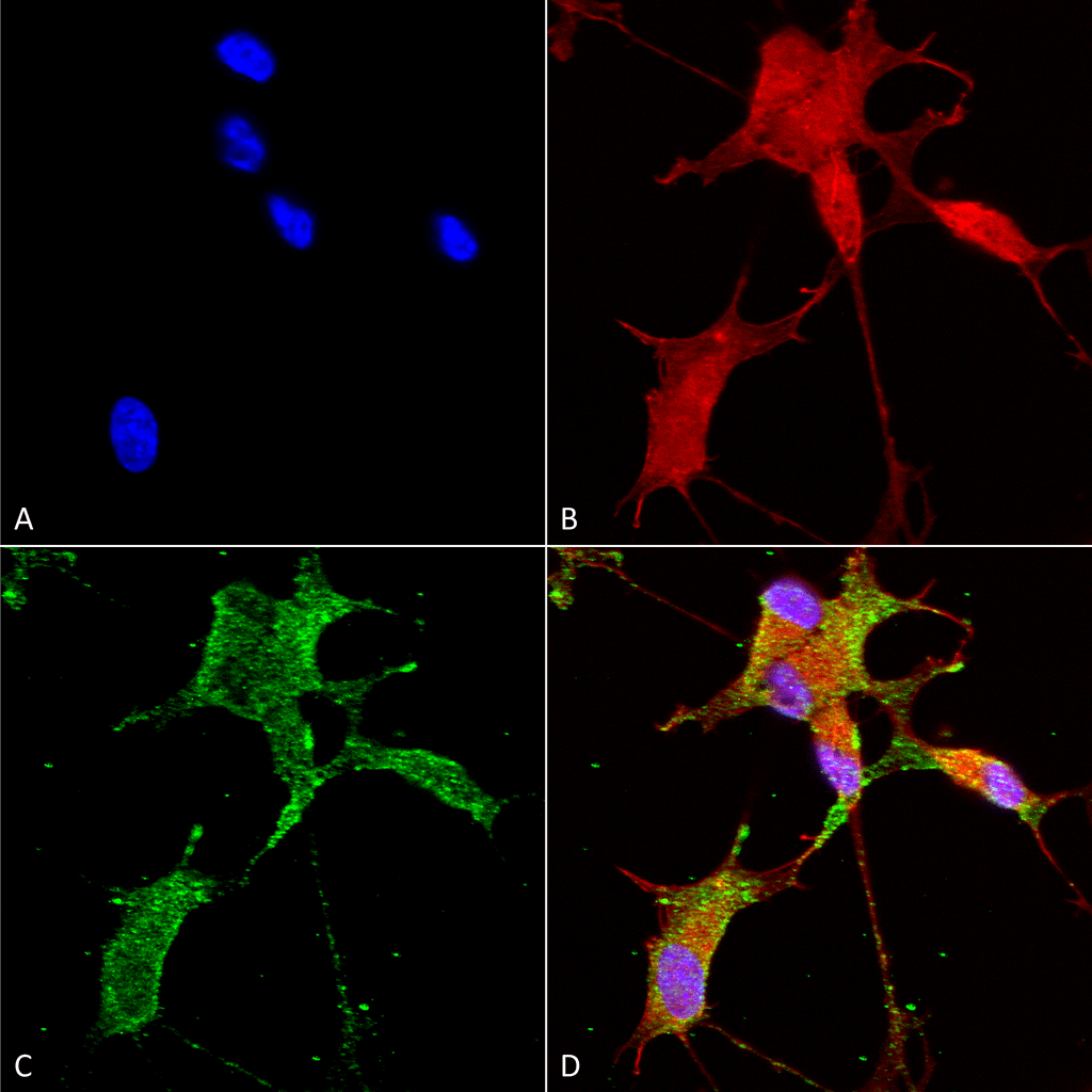 Immunocytochemistry/Immunofluorescence analysis using Mouse Anti-Cav3.2 Monoclonal Antibody, Clone N55/10 (11505). Tissue: Neuroblastoma cells (SH-SY5Y). Species: Human. Fixation: 4% PFA for 15 min. Primary Antibody: Mouse Anti-Cav3.2 Monoclonal Antibody (11505) at 1:50 for overnight at 4°C with slow rocking. Secondary Antibody: AlexaFluor 488 at 1:1000 for 1 hour at RT. Counterstain: Phalloidin-iFluor 647 (red) F-Actin stain; Hoechst (blue) nuclear stain at 1:800, 1.6mM for 20 min at RT. (A) Hoechst (blue) nuclear stain. (B) Phalloidin-iFluor 647 (red) F-Actin stain. (C) Cav3.2 Antibody (D) Composite.
