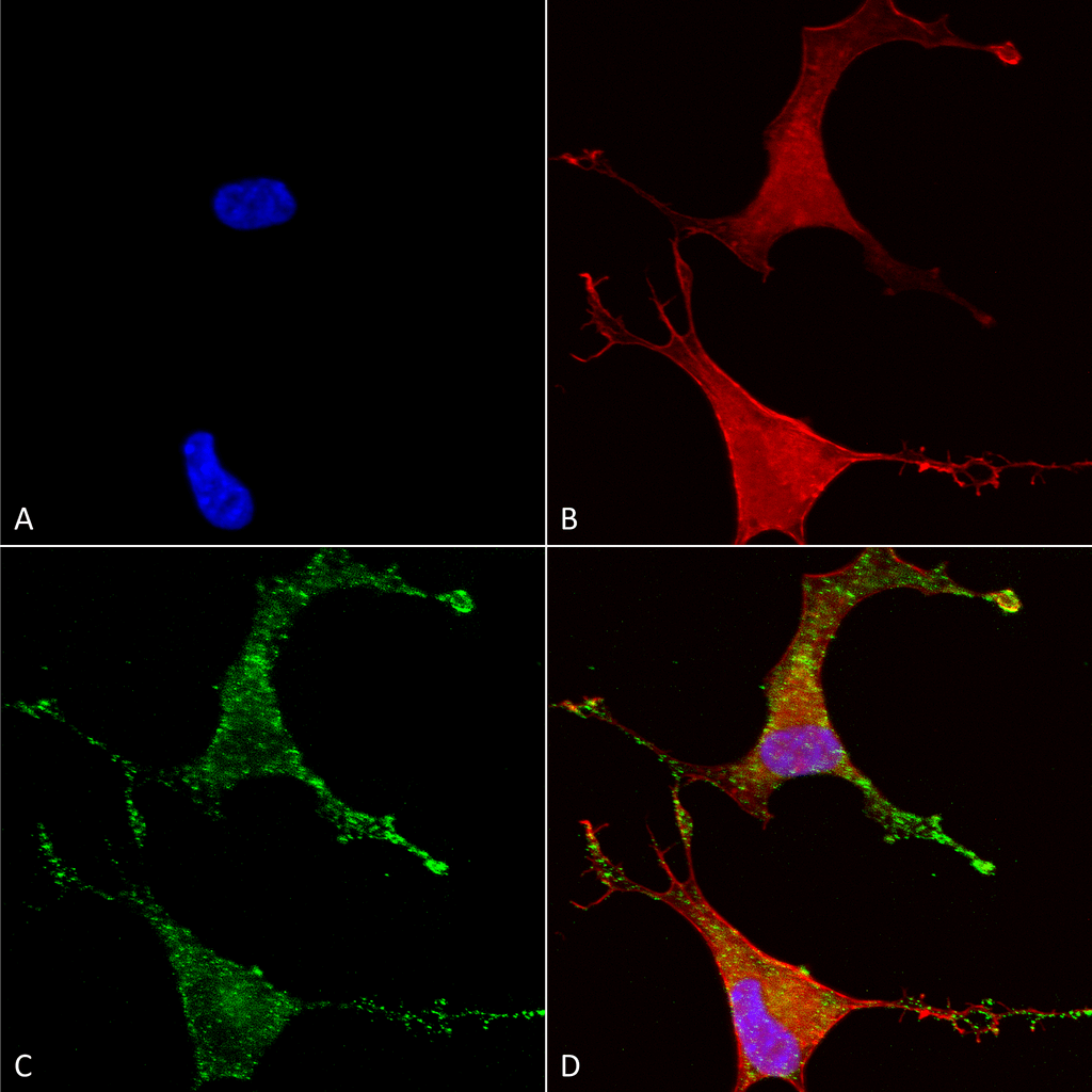 Immunocytochemistry/Immunofluorescence analysis using Mouse Anti-Cav beta 2 Monoclonal Antibody, Clone S8B-1 (11524). Tissue: Neuroblastoma cells (SH-SY5Y). Species: Human. Fixation: 4% PFA for 15 min. Primary Antibody: Mouse Anti-Cav beta 2 Monoclonal Antibody (11524) at 1:50 for overnight at 4°C with slow rocking. Secondary Antibody: AlexaFluor 488 at 1:1000 for 1 hour at RT. Counterstain: Phalloidin-iFluor 647 (red) F-Actin stain; Hoechst (blue) nuclear stain at 1:800, 1.6mM for 20 min at RT. (A) Hoechst (blue) nuclear stain. (B) Phalloidin-iFluor 647 (red) F-Actin stain. (C) Cav beta 2 Antibody (D) Composite.