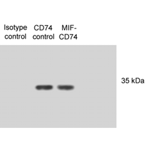 Western Blot analysis of Human N87 cell lysates showing detection of CD74 protein using Mouse Anti-CD74 Monoclonal Antibody, Clone PIN 1.1 (56451). Primary Antibody: Mouse Anti-CD74 Monoclonal Antibody (56451) at 1:1000. Lysates treated with macrophage inhibitory factor (MIF). Courtesy of: Victor E. Reyes, University of Texas Medical Branch, USA.