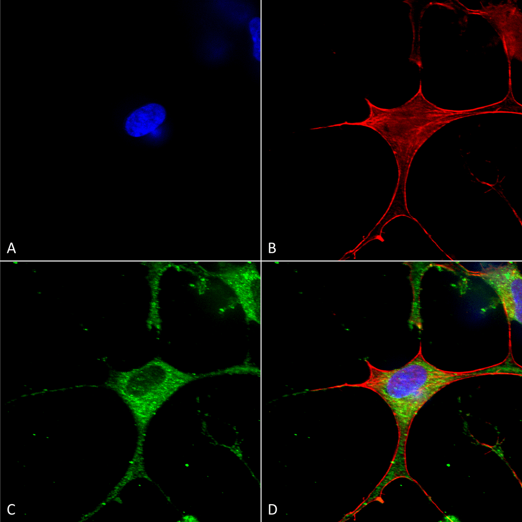Immunocytochemistry/Immunofluorescence analysis using Mouse Anti-Clcn3 Monoclonal Antibody, Clone S258-5 (11566). Tissue: Neuroblastoma cells (SH-SY5Y). Species: Human. Fixation: 4% PFA for 15 min. Primary Antibody: Mouse Anti-Clcn3 Monoclonal Antibody (11566) at 1:50 for overnight at 4°C with slow rocking. Secondary Antibody: AlexaFluor 488 at 1:1000 for 1 hour at RT. Counterstain: Phalloidin-iFluor 647 (red) F-Actin stain; Hoechst (blue) nuclear stain at 1:800, 1.6mM for 20 min at RT. (A) Hoechst (blue) nuclear stain. (B) Phalloidin-iFluor 647 (red) F-Actin stain. (C) Clcn3 Antibody (D) Composite.