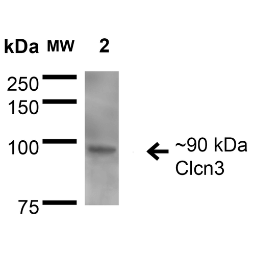 Western Blot analysis of Rat Brain Membrane showing detection of ~90 kDa CIcn3 protein using Mouse Anti-CIcn3 Monoclonal Antibody, Clone S258-5 (11566). Lane 1: Molecular Weight Ladder. Lane 2: Rat Brain Membrane. Load: 15 µg. Block: 2% BSA and 2% Skim Milk in 1X TBST. Primary Antibody: Mouse Anti-CIcn3 Monoclonal Antibody (11566) at 1:200 for 16 hours at 4°C. Secondary Antibody: Goat Anti-Mouse IgG: HRP at 1:1000 for 1 hour RT. Color Development: ECL solution for 6 min in RT. Predicted/Observed Size: ~90 kDa.