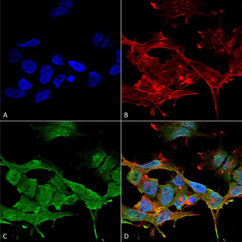 Immunocytochemistry/Immunofluorescence analysis using Mouse Anti-Clcn3 Monoclonal Antibody, Clone S258-5 (11566). Tissue: Neuroblastoma cell line (SK-N-BE). Species: Human. Fixation: 4% Formaldehyde for 15 min at RT. Primary Antibody: Mouse Anti-Clcn3 Monoclonal Antibody (11566) at 1:100 for 60 min at RT. Secondary Antibody: Goat Anti-Mouse ATTO 488 at 1:100 for 60 min at RT. Counterstain: Phalloidin Texas Red F-Actin stain; DAPI (blue) nuclear stain at 1:1000, 1:5000 for 60min RT, 5min RT. Localization: Membrane, Endosome, Endosome membrane, Cytoplasmic Vesicle, Secretory Vesicle Membrane. Magnification: 60X. (A) DAPI (blue) nuclear stain. (B) Phalloidin Texas Red F-Actin stain. (C) Clcn3 Antibody. (D) Composite.