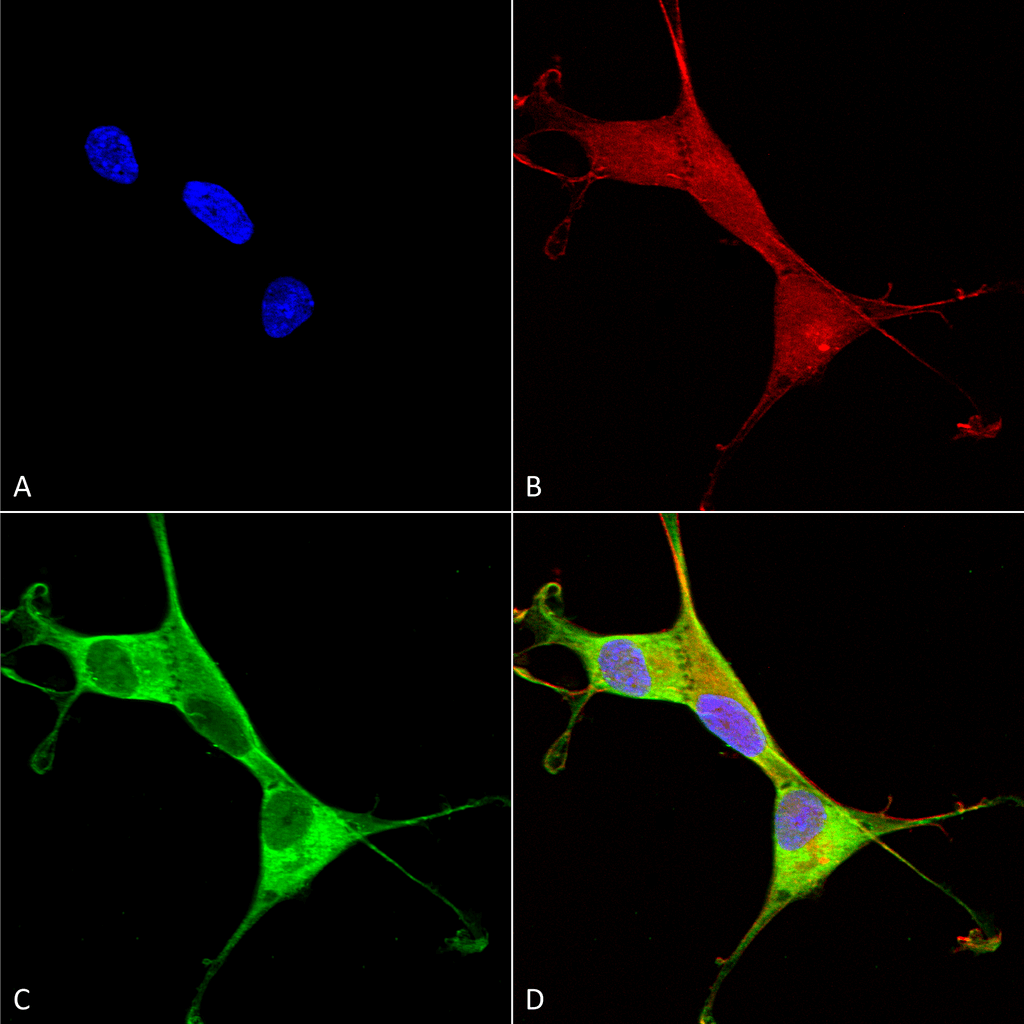 Immunocytochemistry/Immunofluorescence analysis using Mouse Anti-Copper Transporting ATPase 1 Monoclonal Antibody, Clone S60-4 (56516). Tissue: Neuroblastoma cells (SH-SY5Y). Species: Human. Fixation: 4% PFA for 15 min. Primary Antibody: Mouse Anti-Copper Transporting ATPase 1 Monoclonal Antibody (56516) at 1:100 for overnight at 4°C with slow rocking. Secondary Antibody: AlexaFluor 488 at 1:1000 for 1 hour at RT. Counterstain: Phalloidin-iFluor 647 (red) F-Actin stain; Hoechst (blue) nuclear stain at 1:800, 1.6mM for 20 min at RT. (A) Hoechst (blue) nuclear stain. (B) Phalloidin-iFluor 647 (red) F-Actin stain. (C) Copper Transporting ATPase 1 Antibody (D) Composite.