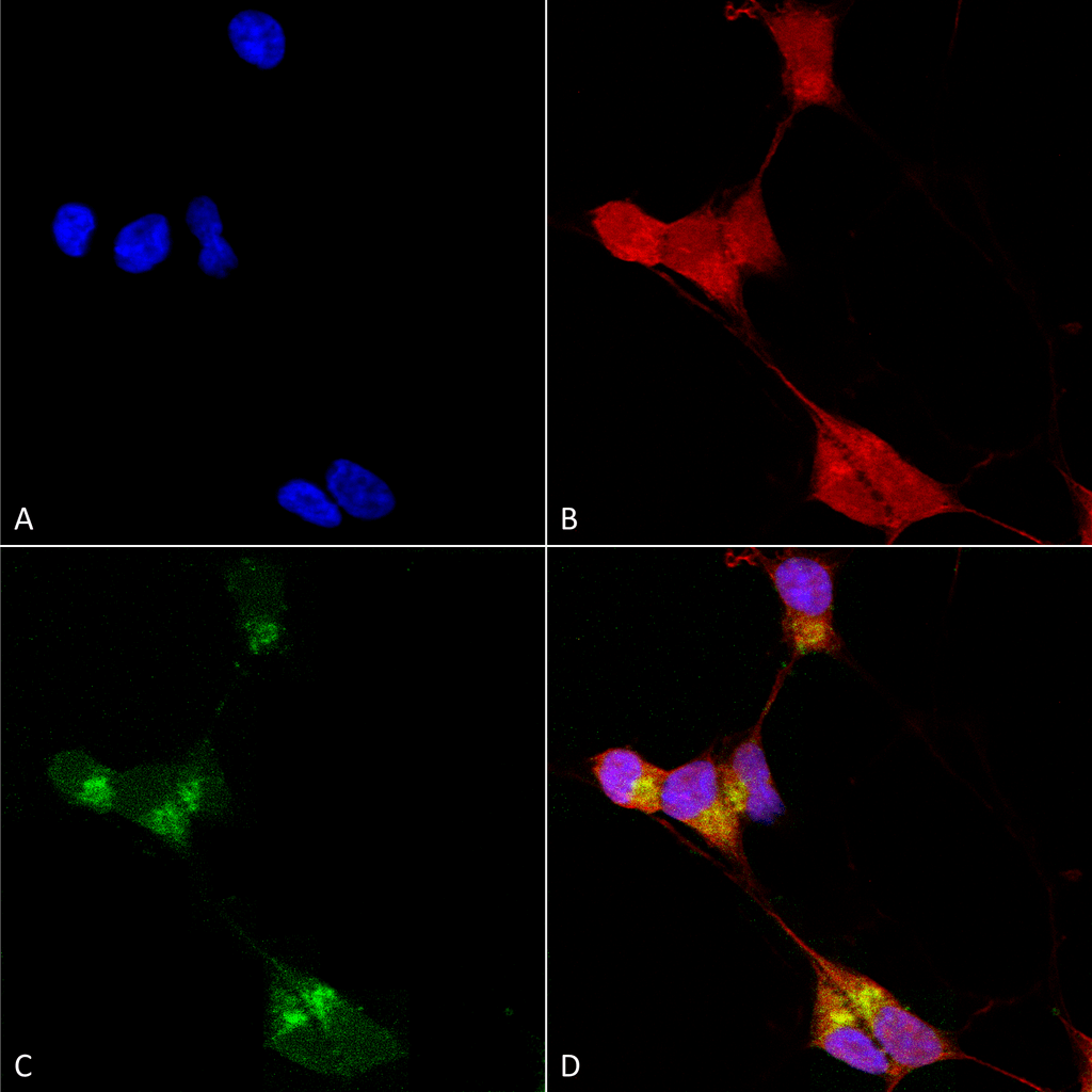 Immunocytochemistry/Immunofluorescence analysis using Mouse Anti-GABA-A Receptor Delta Monoclonal Antibody, Clone N151/3 (56462). Tissue: Neuroblastoma cells (SH-SY5Y). Species: Human. Fixation: 4% PFA for 15 min. Primary Antibody: Mouse Anti-GABA-A Receptor Delta Monoclonal Antibody (56462) at 1:100 for overnight at 4°C with slow rocking. Secondary Antibody: AlexaFluor 488 at 1:1000 for 1 hour at RT. Counterstain: Phalloidin-iFluor 647 (red) F-Actin stain; Hoechst (blue) nuclear stain at 1:800, 1.6mM for 20 min at RT. (A) Hoechst (blue) nuclear stain. (B) Phalloidin-iFluor 647 (red) F-Actin stain. (C) GABA-A Receptor Delta Antibody (D) Composite.