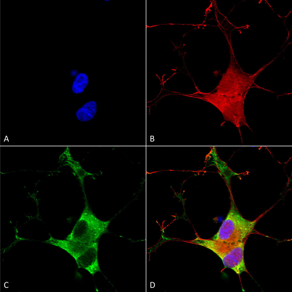 Immunocytochemistry/Immunofluorescence analysis using Mouse Anti-EAAC1 Monoclonal Antibody, Clone S180-41 (56520). Tissue: Neuroblastoma cells (SH-SY5Y). Species: Human. Fixation: 4% PFA for 15 min. Primary Antibody: Mouse Anti-EAAC1 Monoclonal Antibody (56520) at 1:100 for overnight at 4°C with slow rocking. Secondary Antibody: AlexaFluor 488 at 1:1000 for 1 hour at RT. Counterstain: Phalloidin-iFluor 647 (red) F-Actin stain; Hoechst (blue) nuclear stain at 1:800, 1.6mM for 20 min at RT. (A) Hoechst (blue) nuclear stain. (B) Phalloidin-iFluor 647 (red) F-Actin stain. (C) EAAC1 Antibody (D) Composite.