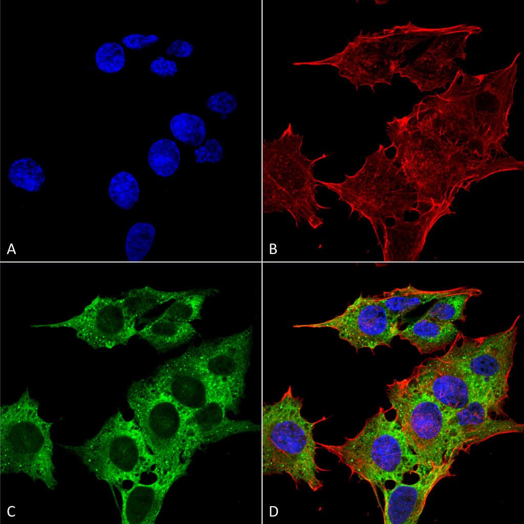 Immunocytochemistry/Immunofluorescence analysis using Mouse Anti-EAAC1 Monoclonal Antibody, Clone S180-41 (56520). Tissue: Neuroblastoma cell line (SK-N-BE). Species: Human. Fixation: 4% Formaldehyde for 15 min at RT. Primary Antibody: Mouse Anti-EAAC1 Monoclonal Antibody (56520) at 1:100 for 60 min at RT. Secondary Antibody: Goat Anti-Mouse ATTO 488 at 1:200 for 60 min at RT. Counterstain: Phalloidin Texas Red F-Actin stain; DAPI (blue) nuclear stain at 1:1000, 1:5000 for 60 min at RT, 5 min at RT. Localization: Cytoplasm, Membrane . Magnification: 60X. (A) DAPI (blue) nuclear stain. (B) Phalloidin Texas Red F-Actin stain. (C) EAAC1 Antibody. (D) Composite.