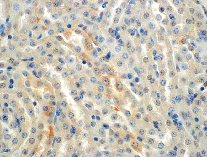 Immunohistochemistry analysis using Mouse Anti-ENaC alpha Monoclonal Antibody, Clone 2G4 (11575). Tissue: Kidney (cortex). Species: Mouse. Primary Antibody: Mouse Anti-ENaC alpha Monoclonal Antibody (11575) at 1:150. Localization: Collecting duct principal cells. Magnification: 60X.