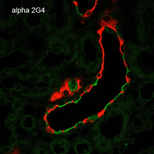 Immunohistochemistry analysis using Mouse Anti-ENaC alpha Monoclonal Antibody, Clone 2G4 (11575). Tissue: Kidney. Species: Rat. Fixation: Paraffin-embedded formalin-fixed. Primary Antibody: Mouse Anti-ENaC alpha Monoclonal Antibody (11575) at 1:100. Secondary Antibody: Goat Anti-Mouse ATTO 488 (green). Localization: Intercalated cells. Aquaporin 2 Antibody staining in red.
