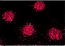 Immunocytochemistry/Immunofluorescence analysis using Mouse Anti-FKBP52 Monoclonal Antibody, Clone Hi52C (11103). Tissue: MCF-7 cells (metastatic mammary gland/breast cell line). Species: Human. Primary Antibody: Mouse Anti-FKBP52 Monoclonal Antibody (11103) at 1:1000. Secondary Antibody: APC Goat Anti-Mouse (red). Courtesy of: Tom Ratajczak, Univ. of W. Australia.