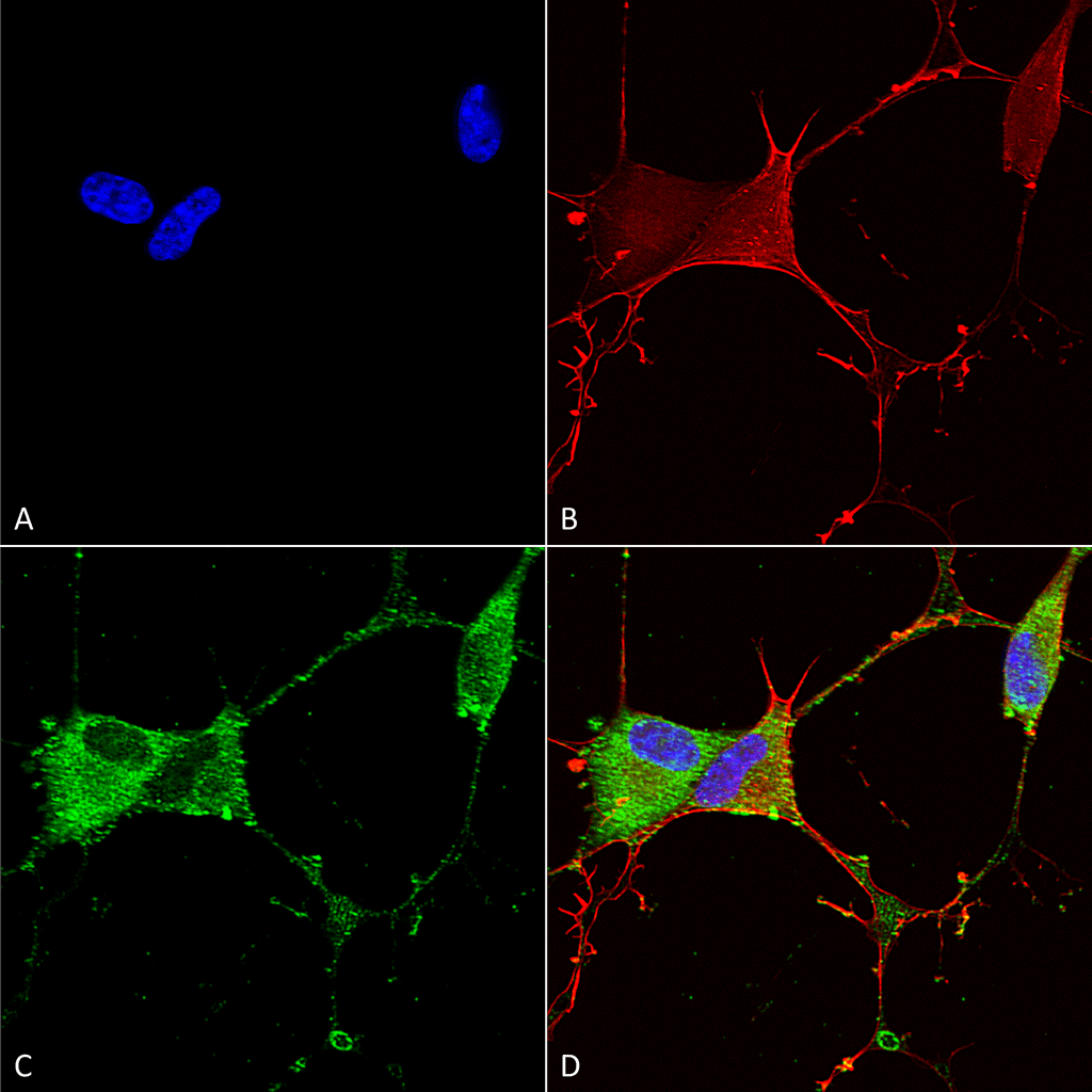 Immunocytochemistry/Immunofluorescence analysis using Mouse Anti-GABA-B Receptor 2 Monoclonal Antibody, Clone S81-2 (56523). Tissue: Neuroblastoma cells (SH-SY5Y). Species: Human. Fixation: 4% PFA for 15 min. Primary Antibody: Mouse Anti-GABA-B Receptor 2 Monoclonal Antibody (56523) at 1:100 for overnight at 4°C with slow rocking. Secondary Antibody: AlexaFluor 488 at 1:1000 for 1 hour at RT. Counterstain: Phalloidin-iFluor 647 (red) F-Actin stain; Hoechst (blue) nuclear stain at 1:800, 1.6mM for 20 min at RT. (A) Hoechst (blue) nuclear stain. (B) Phalloidin-iFluor 647 (red) F-Actin stain. (C) GABA-B Receptor 2 Antibody (D) Composite.