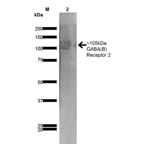 Western Blot analysis of Rat Brain Membrane showing detection of ~105 kDa GABA B Receptor 2 protein using Mouse Anti-GABA B Receptor 2 Monoclonal Antibody, Clone S81-2 (56523). Lane 1: MW Ladder. Lane 2: Rat Brain Membrane (10 µg). . Load: 10 µg. Block: 5% milk. Primary Antibody: Mouse Anti-GABA B Receptor 2 Monoclonal Antibody (56523) at 1:1000 for 1 hour at RT. Secondary Antibody: Goat Anti-Mouse IgG: HRP at 1:200 for 1 hour at RT. Color Development: TMB solution for 10 min at RT. Predicted/Observed Size: ~105 kDa.