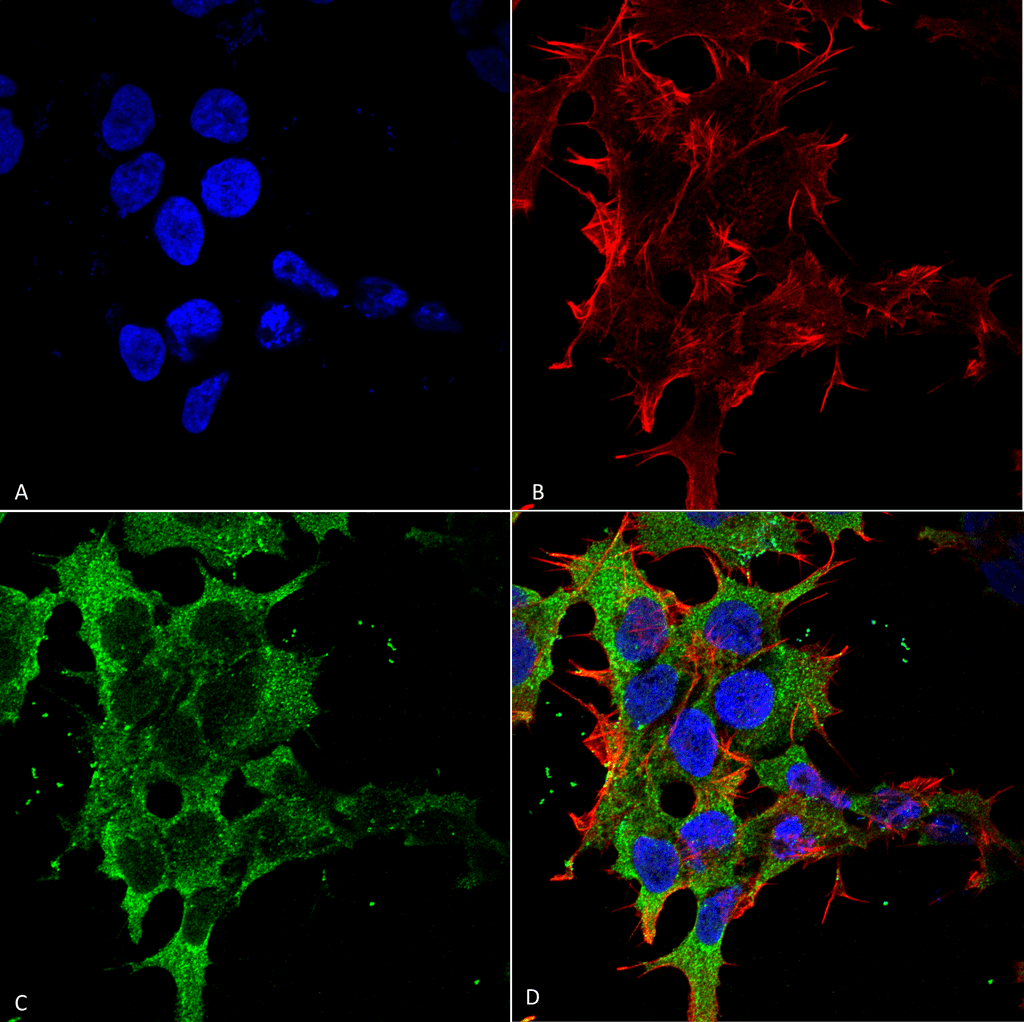 Immunocytochemistry/Immunofluorescence analysis using Mouse Anti-GABA-B Receptor 2 Monoclonal Antibody, Clone S81-2 (56523). Tissue: Neuroblastoma cell line (SK-N-BE). Species: Human. Fixation: 4% Formaldehyde for 15 min at RT. Primary Antibody: Mouse Anti-GABA-B Receptor 2 Monoclonal Antibody (56523) at 1:100 for 60 min at RT. Secondary Antibody: Goat Anti-Mouse ATTO 488 at 1:100 for 60 min at RT. Counterstain: Phalloidin Texas Red F-Actin stain; DAPI (blue) nuclear stain at 1:1000, 1:5000 for 60min RT, 5min RT. Localization: Cell Membrane. Magnification: 60X. (A) DAPI (blue) nuclear stain. (B) Phalloidin Texas Red F-Actin stain. (C) GABA-B Receptor 2 Antibody. (D) Composite.