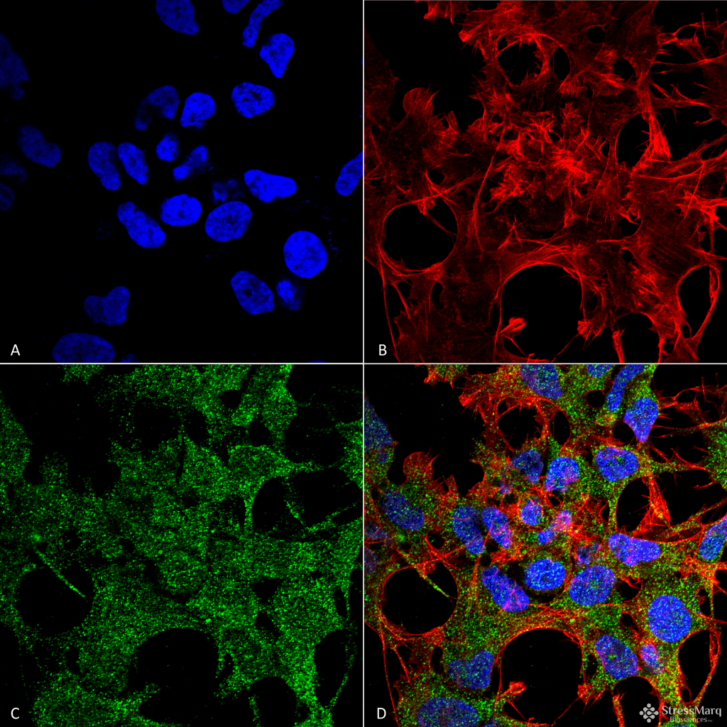 Immunocytochemistry/Immunofluorescence analysis using Rabbit Anti-GABARAP Polyclonal Antibody (56568). Tissue: Neuroblastoma cell line (SK-N-BE). Species: Human. Fixation: 4% Formaldehyde for 15 min at RT. Primary Antibody: Rabbit Anti-GABARAP Polyclonal Antibody (56568) at 1:100 for 60 min at RT. Secondary Antibody: Goat Anti-Rabbit ATTO 488 at 1:100 for 60 min at RT. Counterstain: Phalloidin Texas Red F-Actin stain; DAPI (blue) nuclear stain at 1:1000, 1:5000 for 60min RT, 5min RT. Localization: Endomembrane System, Cytoplasm, Golgi Apparatus Membrane, Cytoplasmic Vesicle. Magnification: 60X. (A) DAPI (blue) nuclear stain (B) Phalloidin Texas Red F-Actin stain (C) GABARAP Antibody (D) Composite.