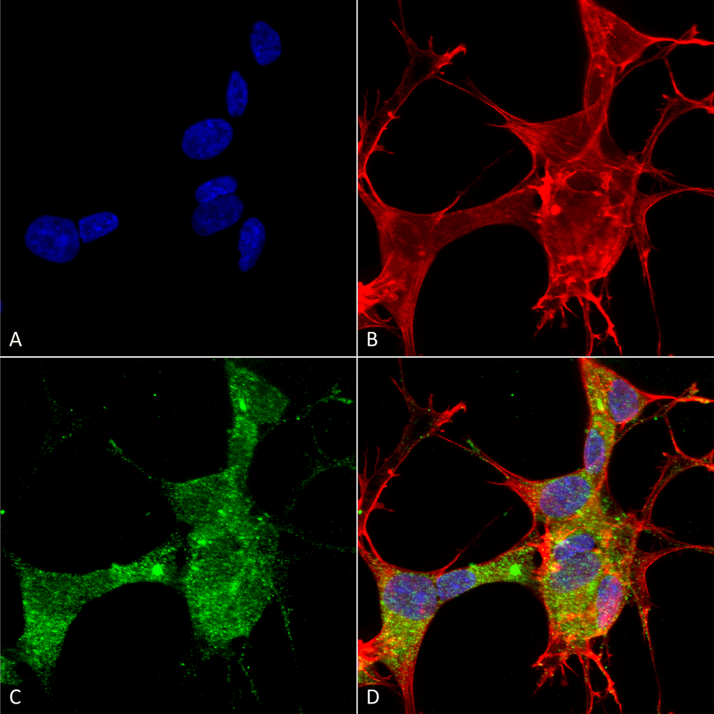 Immunocytochemistry/Immunofluorescence analysis using Mouse Anti-GFAP Monoclonal Antibody, Clone S206A-8 (56566). Tissue: Neuroblastoma cells (SH-SY5Y). Species: Human. Fixation: 4% PFA for 15 min. Primary Antibody: Mouse Anti-GFAP Monoclonal Antibody (56566) at 1:50 for overnight at 4°C with slow rocking. Secondary Antibody: AlexaFluor 488 at 1:1000 for 1 hour at RT. Counterstain: Phalloidin-iFluor 647 (red) F-Actin stain; Hoechst (blue) nuclear stain at 1:800, 1.6mM for 20 min at RT. (A) Hoechst (blue) nuclear stain. (B) Phalloidin-iFluor 647 (red) F-Actin stain. (C) GFAP Antibody (D) Composite.
