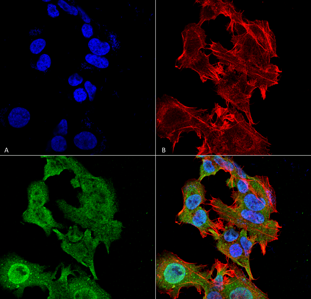 Immunocytochemistry/Immunofluorescence analysis using Mouse Anti-GFAP Monoclonal Antibody, Clone S206A-8 (56566). Tissue: Neuroblastoma cell line (SK-N-BE). Species: Human. Fixation: 4% Formaldehyde for 15 min at RT. Primary Antibody: Mouse Anti-GFAP Monoclonal Antibody (56566) at 1:100 for 60 min at RT. Secondary Antibody: Goat Anti-Mouse ATTO 488 at 1:100 for 60 min at RT. Counterstain: Phalloidin Texas Red F-Actin stain; DAPI (blue) nuclear stain at 1:1000, 1:5000 for 60min RT, 5min RT. Localization: Cytoplasm . Magnification: 60X. (A) DAPI (blue) nuclear stain. (B) Phalloidin Texas Red F-Actin stain. (C) GFAP Antibody. (D) Composite.