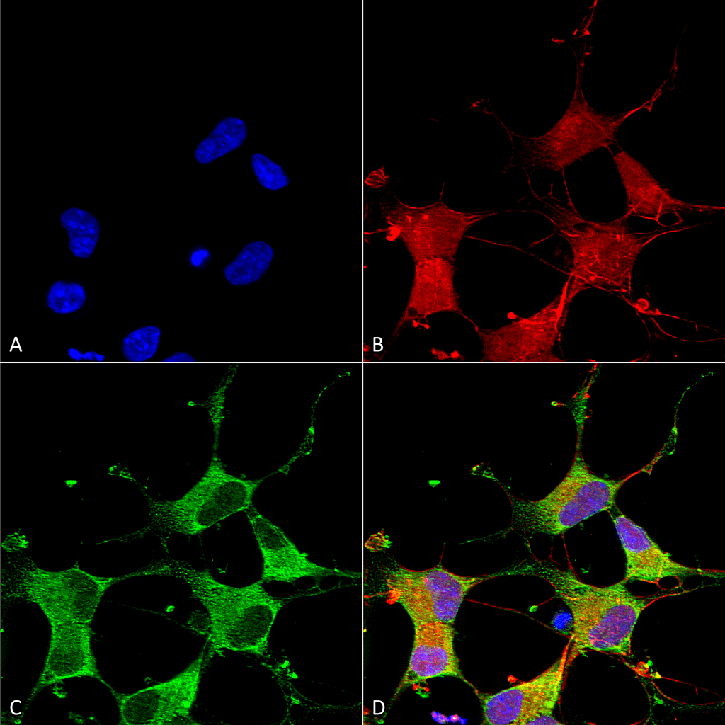 Immunocytochemistry/Immunofluorescence analysis using Mouse Anti-GIT1 Monoclonal Antibody, Clone S39B-8 (56537). Tissue: Neuroblastoma cells (SH-SY5Y). Species: Human. Fixation: 4% PFA for 15 min. Primary Antibody: Mouse Anti-GIT1 Monoclonal Antibody (56537) at 1:50 for overnight at 4°C with slow rocking. Secondary Antibody: AlexaFluor 488 at 1:1000 for 1 hour at RT. Counterstain: Phalloidin-iFluor 647 (red) F-Actin stain; Hoechst (blue) nuclear stain at 1:800, 1.6mM for 20 min at RT. (A) Hoechst (blue) nuclear stain. (B) Phalloidin-iFluor 647 (red) F-Actin stain. (C) GIT1 Antibody (D) Composite.