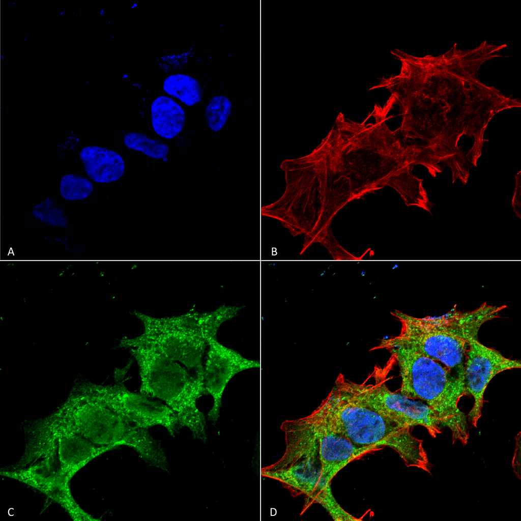 Immunocytochemistry/Immunofluorescence analysis using Mouse Anti-GIT1 Monoclonal Antibody, Clone S39B-8 (56537). Tissue: Neuroblastoma cell line (SK-N-BE). Species: Human. Fixation: 4% Formaldehyde for 15 min at RT. Primary Antibody: Mouse Anti-GIT1 Monoclonal Antibody (56537) at 1:100 for 60 min at RT. Secondary Antibody: Goat Anti-Mouse ATTO 488 at 1:100 for 60 min at RT. Counterstain: Phalloidin Texas Red F-Actin stain; DAPI (blue) nuclear stain at 1:1000; 1:5000 for 60 min RT, 5 min RT. Localization: Cytoplasm . Magnification: 60X. (A) DAPI (blue) nuclear stain. (B) Phalloidin Texas Red F-Actin stain. (C) GIT1 Antibody. (D) Composite.