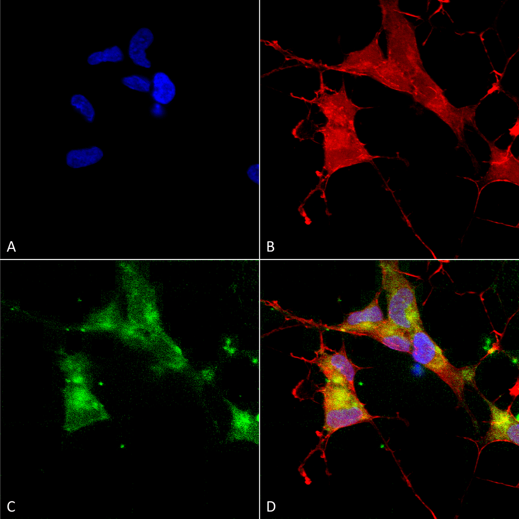 Immunocytochemistry/Immunofluorescence analysis using Mouse Anti-HCN4 Monoclonal Antibody, Clone N114/10 (11509). Tissue: Neuroblastoma cells (SH-SY5Y). Species: Human. Fixation: 4% PFA for 15 min. Primary Antibody: Mouse Anti-HCN4 Monoclonal Antibody (11509) at 1:100 for overnight at 4°C with slow rocking. Secondary Antibody: AlexaFluor 488 at 1:1000 for 1 hour at RT. Counterstain: Phalloidin-iFluor 647 (red) F-Actin stain; Hoechst (blue) nuclear stain at 1:800, 1.6mM for 20 min at RT. (A) Hoechst (blue) nuclear stain. (B) Phalloidin-iFluor 647 (red) F-Actin stain. (C) HCN4 Antibody (D) Composite.
