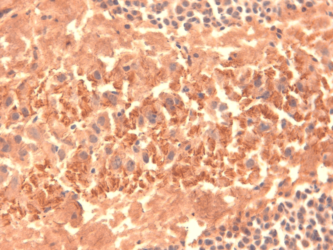 Immunohistochemistry analysis using Mouse Anti-HCN4 Monoclonal Antibody, Clone N114/10 (11509). Tissue: frozen brain section. Species: Mouse. Fixation: 10% Formalin Solution for 12-24 hours at RT. Primary Antibody: Mouse Anti-HCN4 Monoclonal Antibody (11509) at 1:1000 for 1 hour at RT. Secondary Antibody: HRP/DAB Detection System: Biotinylated Goat Anti-Mouse, Streptavidin Peroxidase, DAB Chromogen (brown) for 30 minutes at RT. Counterstain: Mayer Hematoxylin (purple/blue) nuclear stain at 250-500 µl for 5 minutes at RT.