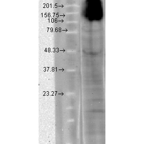 Western Blot analysis of Human T-HEK cell lysate showing detection of HCN4 protein using Mouse Anti-HCN4 Monoclonal Antibody, Clone N114/10 (11509). Load: 15 µg. Block: 1.5% BSA for 30 minutes at RT. Primary Antibody: Mouse Anti-HCN4 Monoclonal Antibody (11509) at 1:1000 for 2 hours at RT. Secondary Antibody: Sheep Anti-Mouse IgG: HRP for 1 hour at RT.