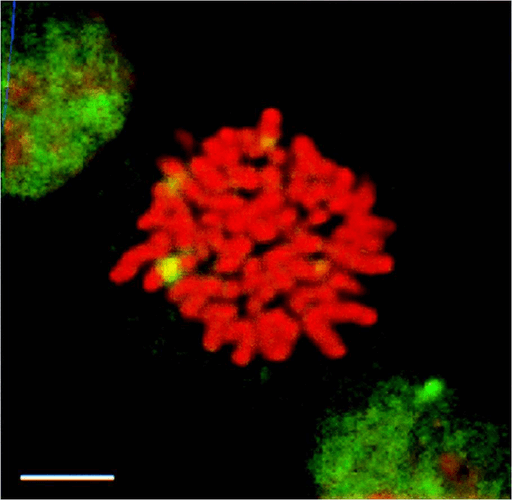 Immunocytochemistry/Immunofluorescence analysis using Rat Anti-HSF1 Monoclonal Antibody, Clone 10H8 (12518). Tissue: Heat Shocked mitotic HeLa cells. Species: Human. Primary Antibody: Rat Anti-HSF1 Monoclonal Antibody (12518) at 1:1000. HSF1 stained green. Courtesy of: Morimoto Lab, Northwestern University, USA.