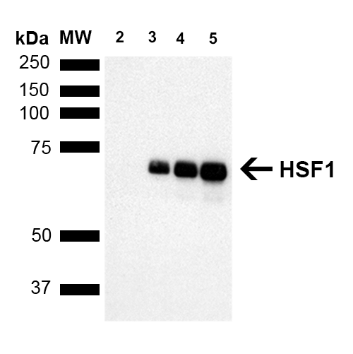 Western Blot analysis of Human Breast adenocarcinoma cell line (MCF7) showing detection of ~65 kDa HSF1 protein using Rat Anti-HSF1 Monoclonal Antibody, Clone 10H8 (12518). Lane 1: MW ladder. Lane 2: HSF1 null lysate prepared from mouse embryonic fibroblasts. Lane 3: MCF7 lysate (5 µg). Lane 4: MCF7 lysate (10 µg). Lane 5: MCF7 lysate (20 µg). Block: 1.5% BSA for 30 minutes at RT. Primary Antibody: Rat Anti-HSF1 Monoclonal Antibody (12518) at 1:1000 for 2 hours at RT. Secondary Antibody: Goat Anti-Rat IgG: HRP for 1 hour at RT. Predicted/Observed Size: ~65 kDa. Courtesy of: Dr. Sandro Santagata, Harvard Medical School.