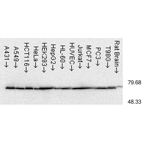 Western Blot analysis of Human cell lysates from various cell lines showing detection of Hsp70 protein using Mouse Anti-Hsp70 Monoclonal Antibody, Clone C92F3A-5 (11096). Load: 15 µg. Block: 1.5% BSA for 30 minutes at RT. Primary Antibody: Mouse Anti-Hsp70 Monoclonal Antibody (11096) at 1:1000 for 2 hours at RT. Secondary Antibody: Sheep Anti-Mouse IgG: HRP for 1 hour at RT.