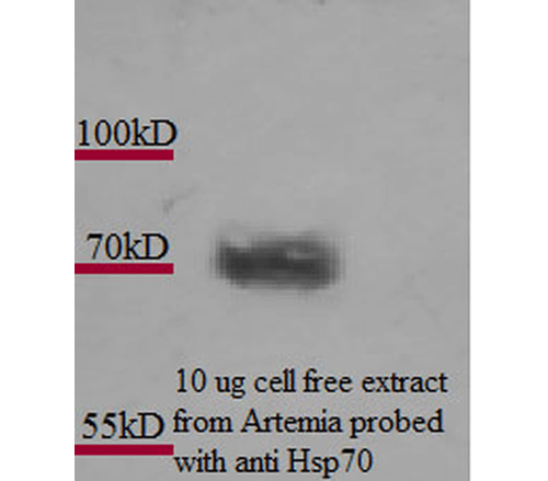 Western Blot analysis of Artemia franciscanna (brine shrimp) cell lysates showing detection of Hsp70 protein using Mouse Anti-Hsp70 Monoclonal Antibody, Clone 3A3 (11117). Primary Antibody: Mouse Anti-Hsp70 Monoclonal Antibody (11117) at 1:1000. Courtesy of: Alison King.