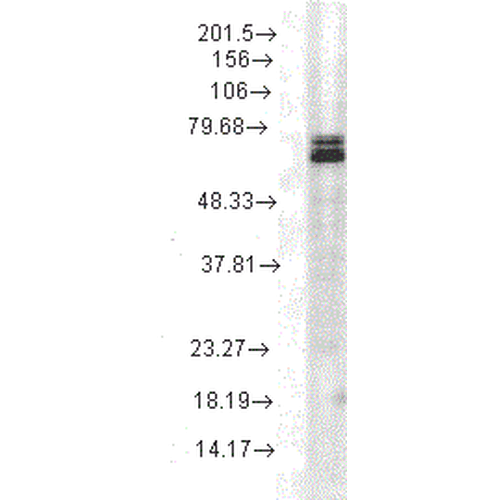 Western Blot analysis of Rat cell lysates showing detection of Hsp70 protein using Mouse Anti-Hsp70 Monoclonal Antibody, Clone 3A3 (11117). Load: 15 µg. Block: 1.5% BSA for 30 minutes at RT. Primary Antibody: Mouse Anti-Hsp70 Monoclonal Antibody (11117) at 1:1000 for 2 hours at RT. Secondary Antibody: Sheep Anti-Mouse IgG: HRP for 1 hour at RT.