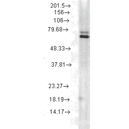 Western Blot analysis of Rat skeletal muscle tissue lysate showing detection of Hsp70 protein using Mouse Anti-Hsp70 Monoclonal Antibody, Clone 5A5 (11118). Load: 15 µg. Block: 1.5% BSA for 30 minutes at RT. Primary Antibody: Mouse Anti-Hsp70 Monoclonal Antibody (11118) at 1:1000 for 2 hours at RT. Secondary Antibody: Sheep Anti-Mouse IgG: HRP for 1 hour at RT.