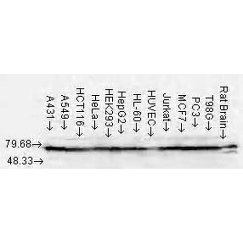 Western Blot analysis of Human Cell lysates showing detection of Hsp70 protein using Mouse Anti-Hsp70 Monoclonal Antibody, Clone N27F3-4 (11095). Load: 15 µg. Block: 1.5% BSA for 30 minutes at RT. Primary Antibody: Mouse Anti-Hsp70 Monoclonal Antibody (11095) at 1:1000 for 2 hours at RT. Secondary Antibody: Sheep Anti-Mouse IgG: HRP for 1 hour at RT.