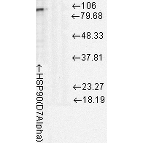 Western Blot analysis of Rat cell lysates showing detection of Hsp90 protein using Mouse Anti-Hsp90 Monoclonal Antibody, Clone D7Alpha (11102). Load: 15 µg. Block: 1.5% BSA for 30 minutes at RT. Primary Antibody: Mouse Anti-Hsp90 Monoclonal Antibody (11102) at 1:1000 for 2 hours at RT. Secondary Antibody: Sheep Anti-Mouse IgG: HRP for 1 hour at RT.