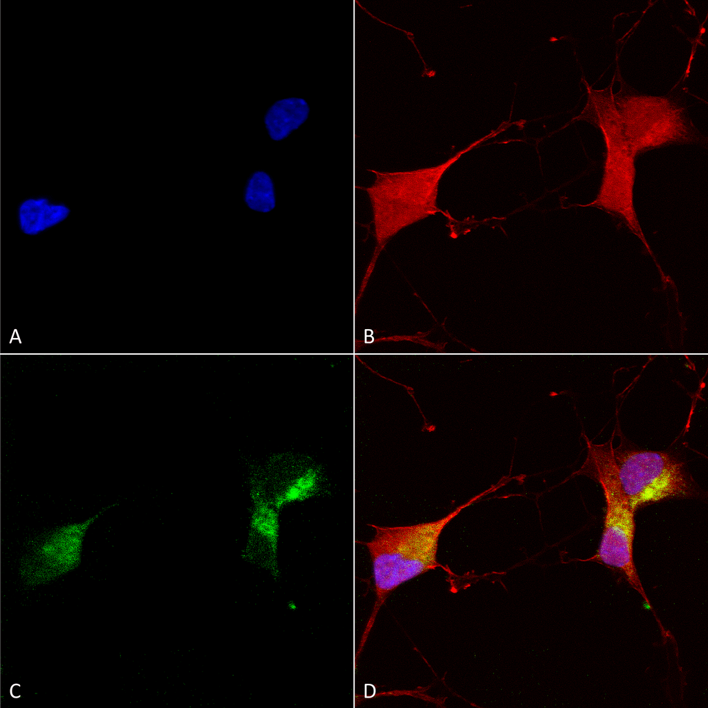 Immunocytochemistry/Immunofluorescence analysis using Mouse Anti-KCNQ1 Monoclonal Antibody, Clone N37A/10 (11510). Tissue: Neuroblastoma cells (SH-SY5Y). Species: Human. Fixation: 4% PFA for 15 min. Primary Antibody: Mouse Anti-KCNQ1 Monoclonal Antibody (11510) at 1:100 for overnight at 4°C with slow rocking. Secondary Antibody: AlexaFluor 488 at 1:1000 for 1 hour at RT. Counterstain: Phalloidin-iFluor 647 (red) F-Actin stain; Hoechst (blue) nuclear stain at 1:800, 1.6mM for 20 min at RT. (A) Hoechst (blue) nuclear stain. (B) Phalloidin-iFluor 647 (red) F-Actin stain. (C) KCNQ1 Antibody (D) Composite.