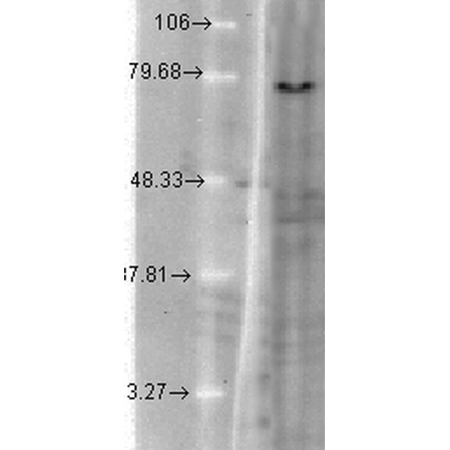 Western Blot analysis of Hamster T-CHO cell lysate showing detection of KCNQ1 protein using Mouse Anti-KCNQ1 Monoclonal Antibody, Clone N37A/10 (11510). Load: 15 µg. Block: 1.5% BSA for 30 minutes at RT. Primary Antibody: Mouse Anti-KCNQ1 Monoclonal Antibody (11510) at 1:1000 for 2 hours at RT. Secondary Antibody: Sheep Anti-Mouse IgG: HRP for 1 hour at RT.