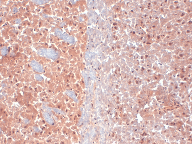 Immunohistochemistry analysis using Mouse Anti-KCNQ4 Monoclonal Antibody, Clone N43/6 (11512). Tissue: frozen brain section. Species: Mouse. Fixation: 10% Formalin Solution for 12-24 hours at RT. Primary Antibody: Mouse Anti-KCNQ4 Monoclonal Antibody (11512) at 1:1000 for 1 hour at RT. Secondary Antibody: HRP/DAB Detection System: Biotinylated Goat Anti-Mouse, Streptavidin Peroxidase, DAB Chromogen (brown) for 30 minutes at RT. Counterstain: Mayer Hematoxylin (purple/blue) nuclear stain at 250-500 µl for 5 minutes at RT.