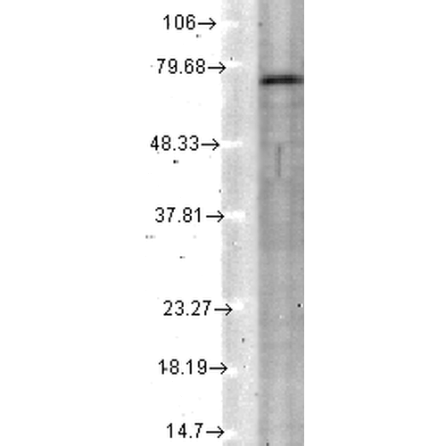 Western Blot analysis of Rat tissue lysate showing detection of KCNQ4 protein using Mouse Anti-KCNQ4 Monoclonal Antibody, Clone N43/6 (11512). Load: 15 µg. Block: 1.5% BSA for 30 minutes at RT. Primary Antibody: Mouse Anti-KCNQ4 Monoclonal Antibody (11512) at 1:1000 for 2 hours at RT. Secondary Antibody: Sheep Anti-Mouse IgG: HRP for 1 hour at RT.
