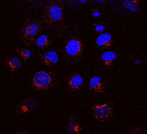 Immunocytochemistry/Immunofluorescence analysis using Mouse Anti-KDEL Receptor Monoclonal Antibody, Clone KR-10 (11078). Tissue: NRK cells. Species: Rat. Primary Antibody: Mouse Anti-KDEL Receptor Monoclonal Antibody (11078) at 1:1000. Secondary Antibody: APC Goat Anti-Mouse (red). Counterstain: DAPI (blue) nuclear stain. KR-10 staining red; DAPI staining blue. Merged images. Courtesy of: Institute of Mol. and Cell Bio, Singapore.
